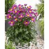 Topf mit pinker Herbst-Anemone