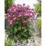 Topf mit pinker Herbst-Anemone