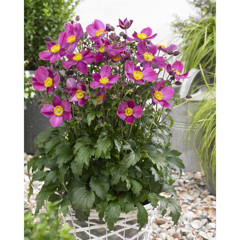 Topf mit pinker Herbst-Anemone