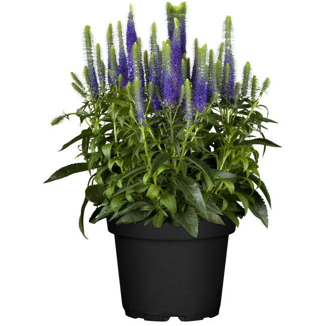 Bild von Prachtscharte violett 19 cm Topf