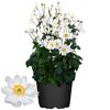 Weiße Herbst-Anemonen im Topf