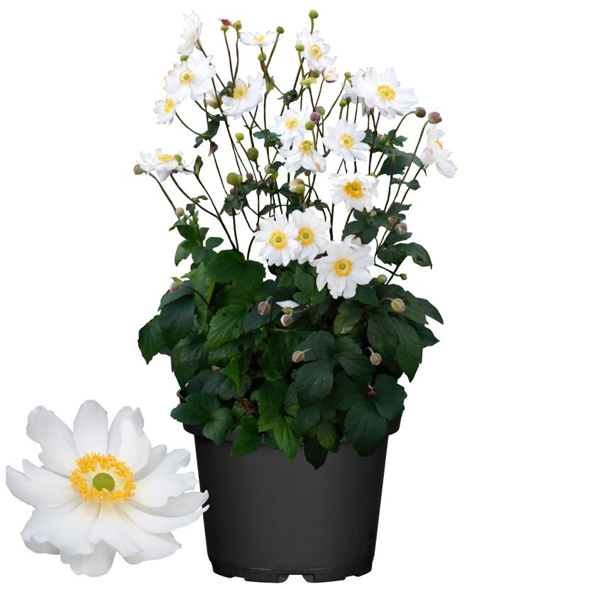 Weiße Herbst-Anemonen im Topf