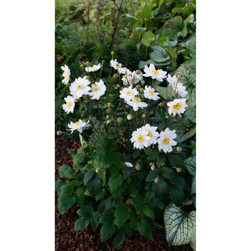 Weiße Herbst-Anemonen mit grünen Blättern