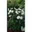 Weiße Herbst-Anemonen mit grünen Blättern