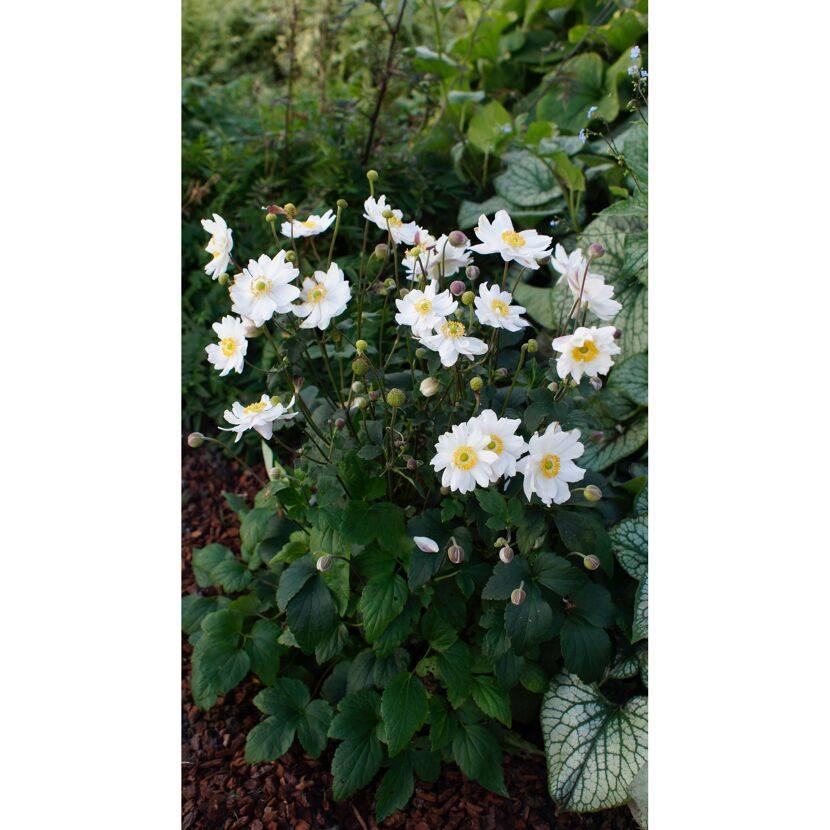Weiße Herbst-Anemonen mit grünen Blättern
