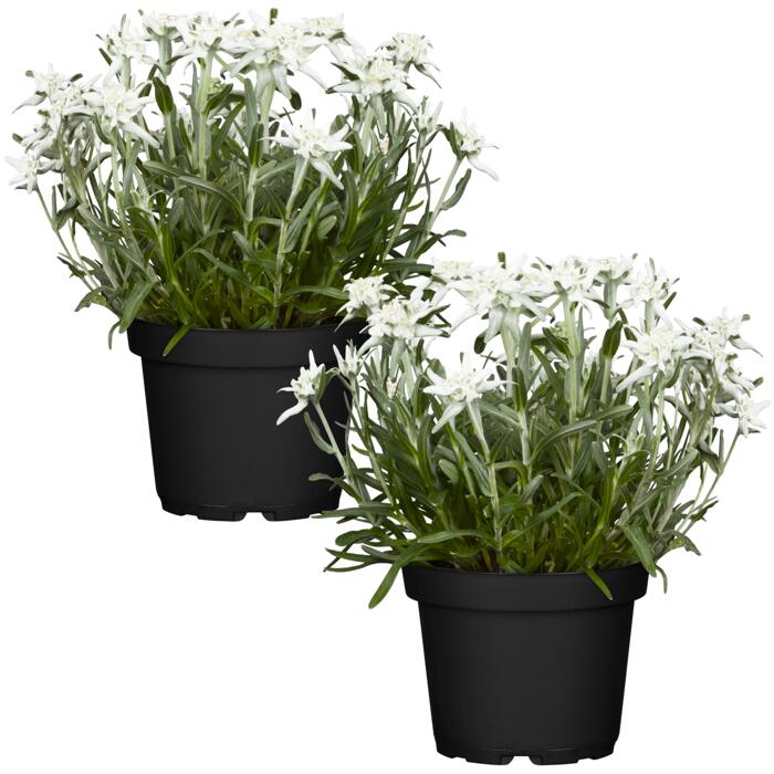 Edelweiß 12 cm Topf, 2erSet