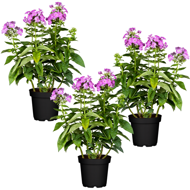 Bild von Hohe Flammenblume rosa 11 x 11 cm Topf, 3er-Set