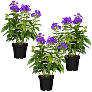 Hohe Flammenblume violett 11 x 11 cm Topf, 3er-Set