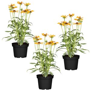 Sonnenhut gelb 11 x 11 cm Topf, 3er-Set