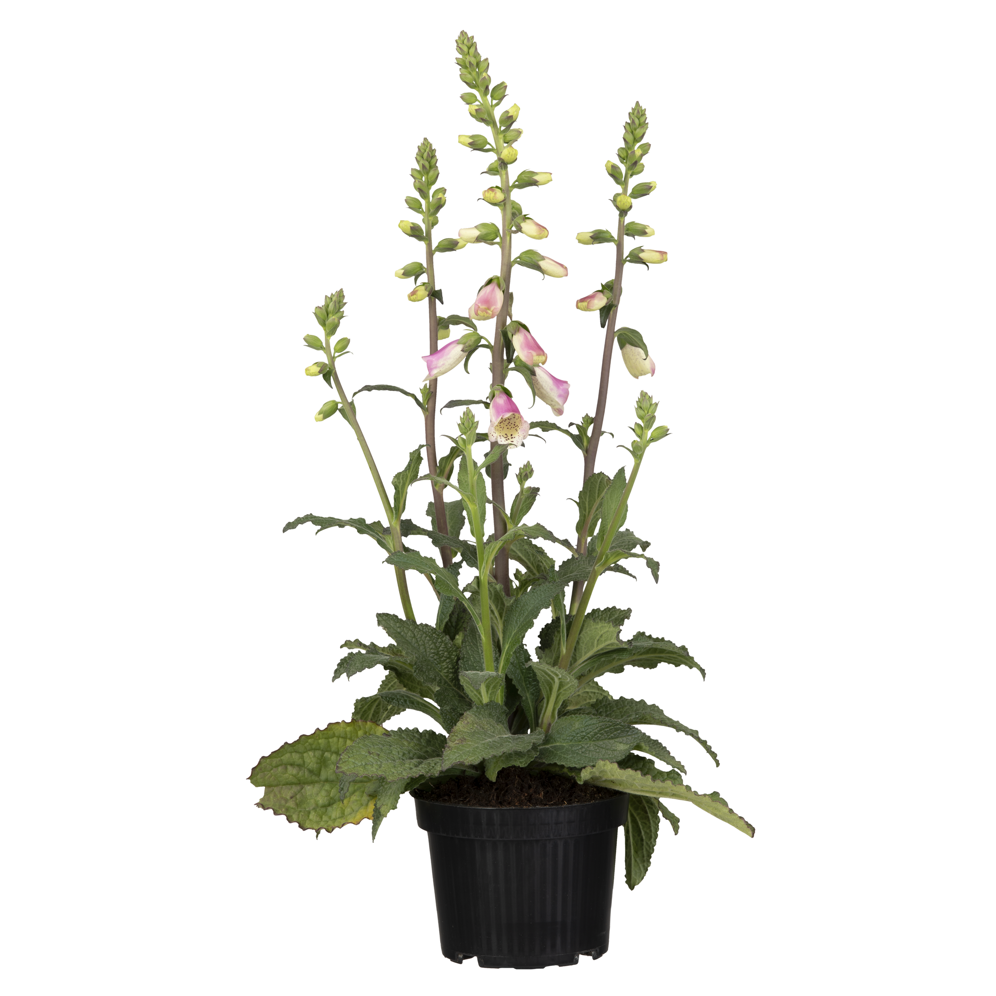 Fingerhut 'Pink Panther' nützlingsfreundlich 19 cm Topf