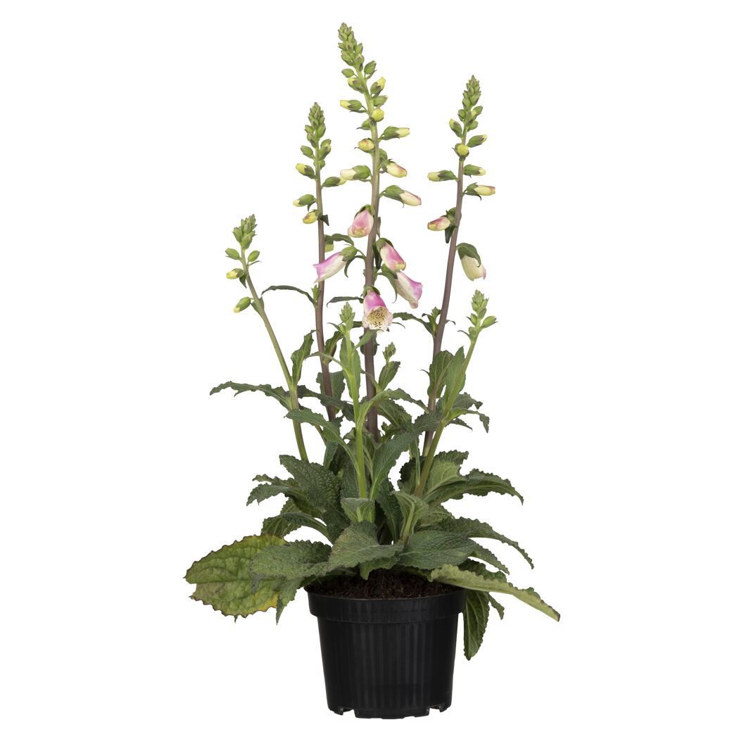 Fingerhut 'Pink Panther' 19 cm Topf