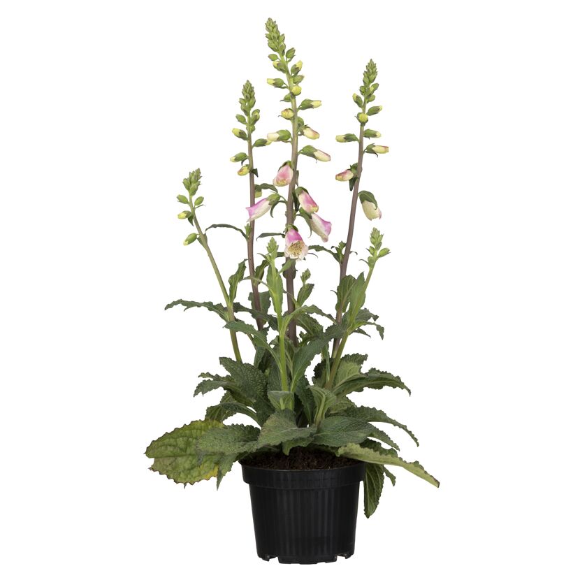 Fingerhut 'Pink Panther' nützlingsfreundlich 19 cm Topf