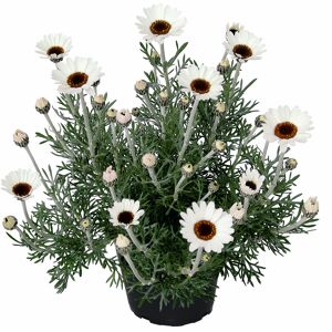 Stauden-Mix 'Frühlingserwachen' 17 cm Topf