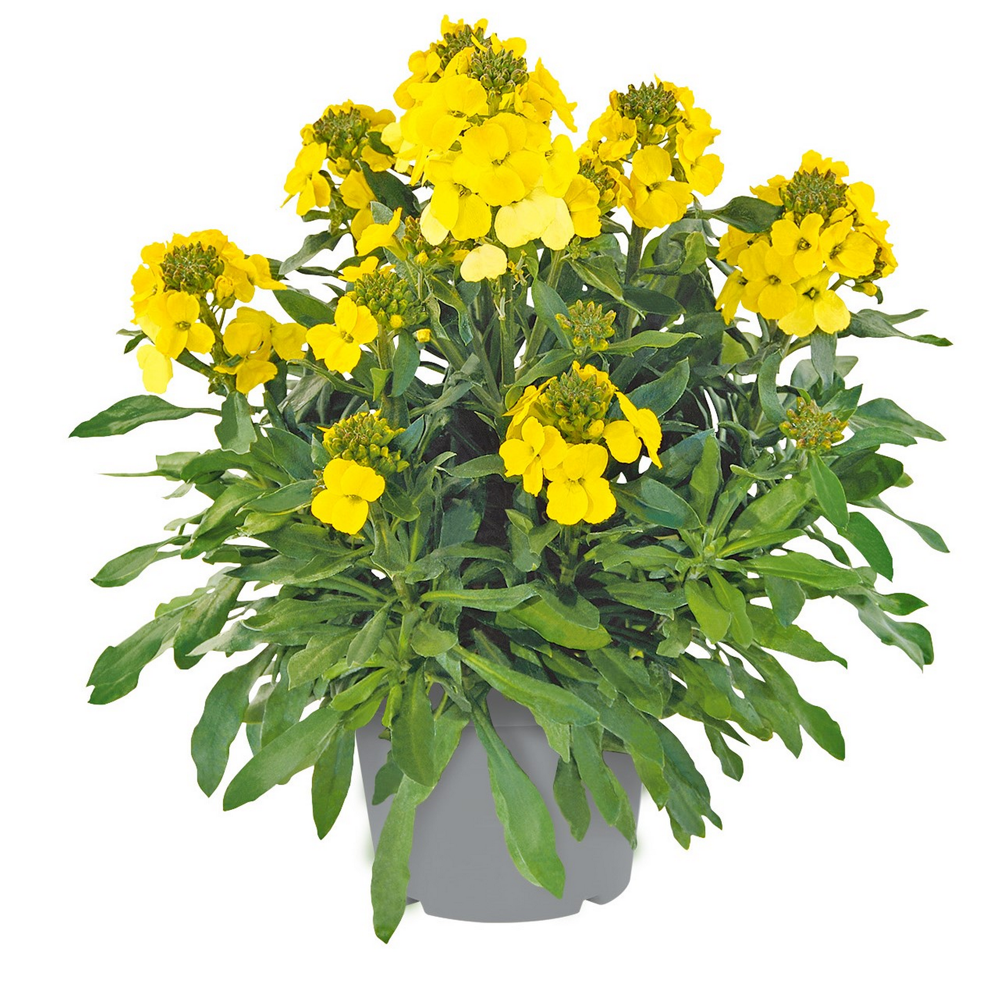 Stauden-Mix 'Frühlingserwachen' 17 cm Topf