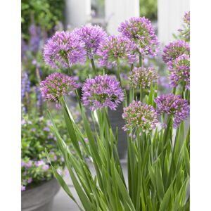 Zierlauch 'Millenium' 19 cm Topf
