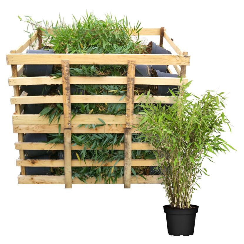 Bambuspflanze in Holzkiste und Topf