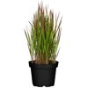IMPERATA CYLINDRICA RED BARON im Topf