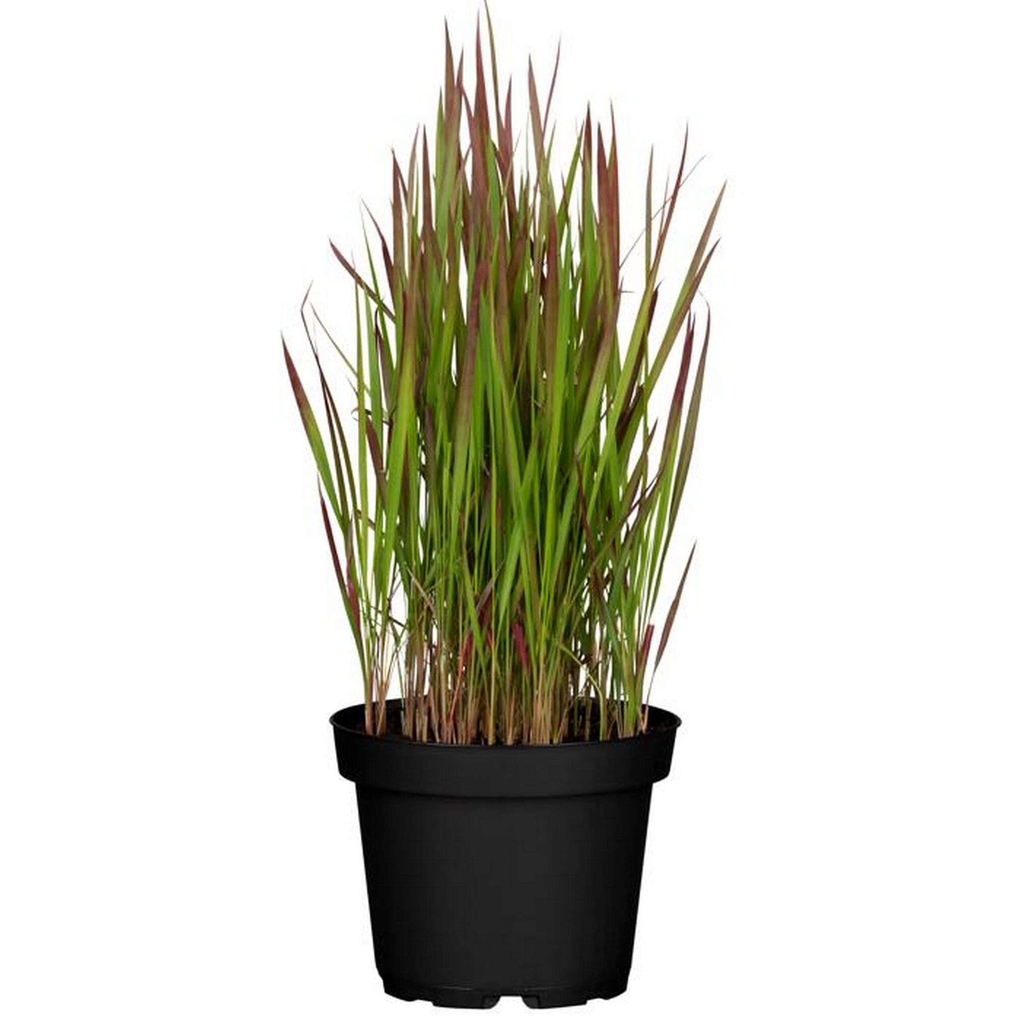 IMPERATA CYLINDRICA RED BARON im Topf