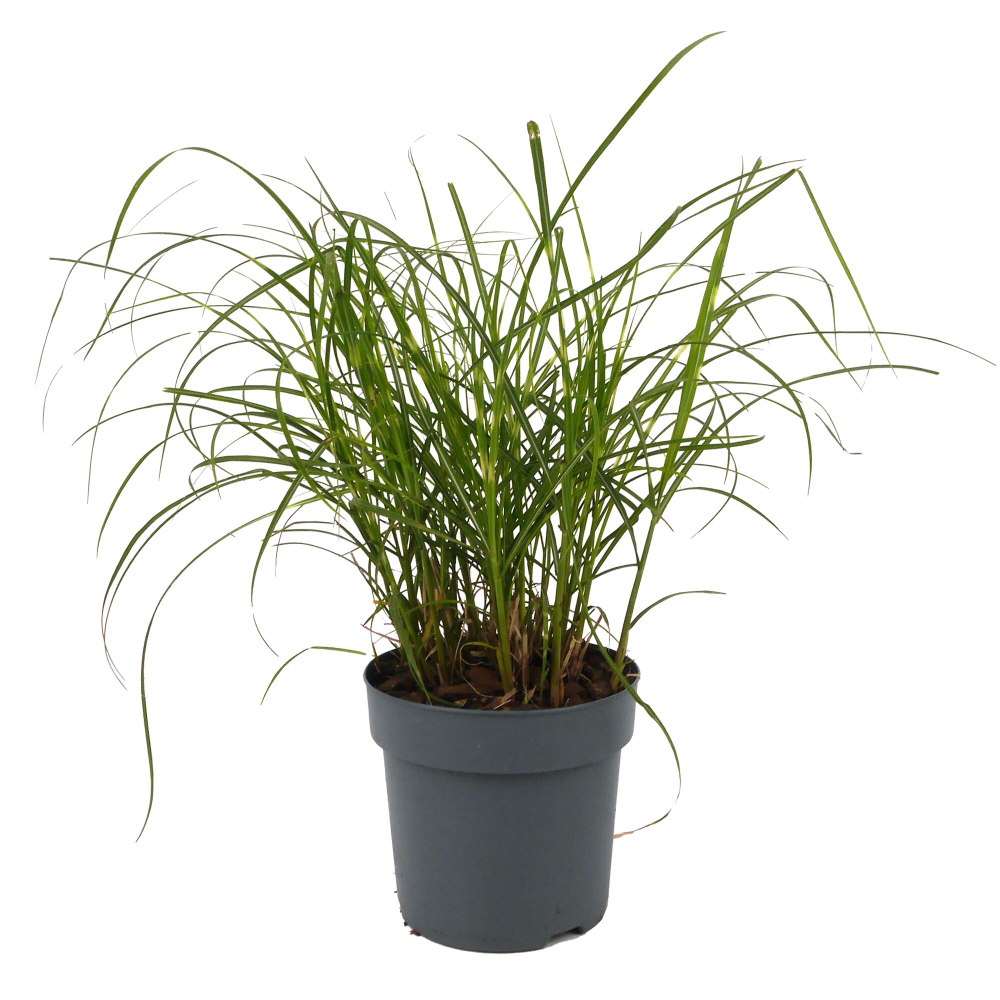 Gräser Mix in Sorte im Topf