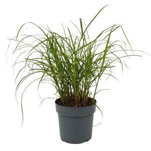 Gräser verschiedene Sorten 14 cm Topf