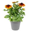 hauptbild