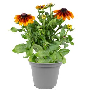 Sonnenhut 'SmileyZ™' 19 cm Topf