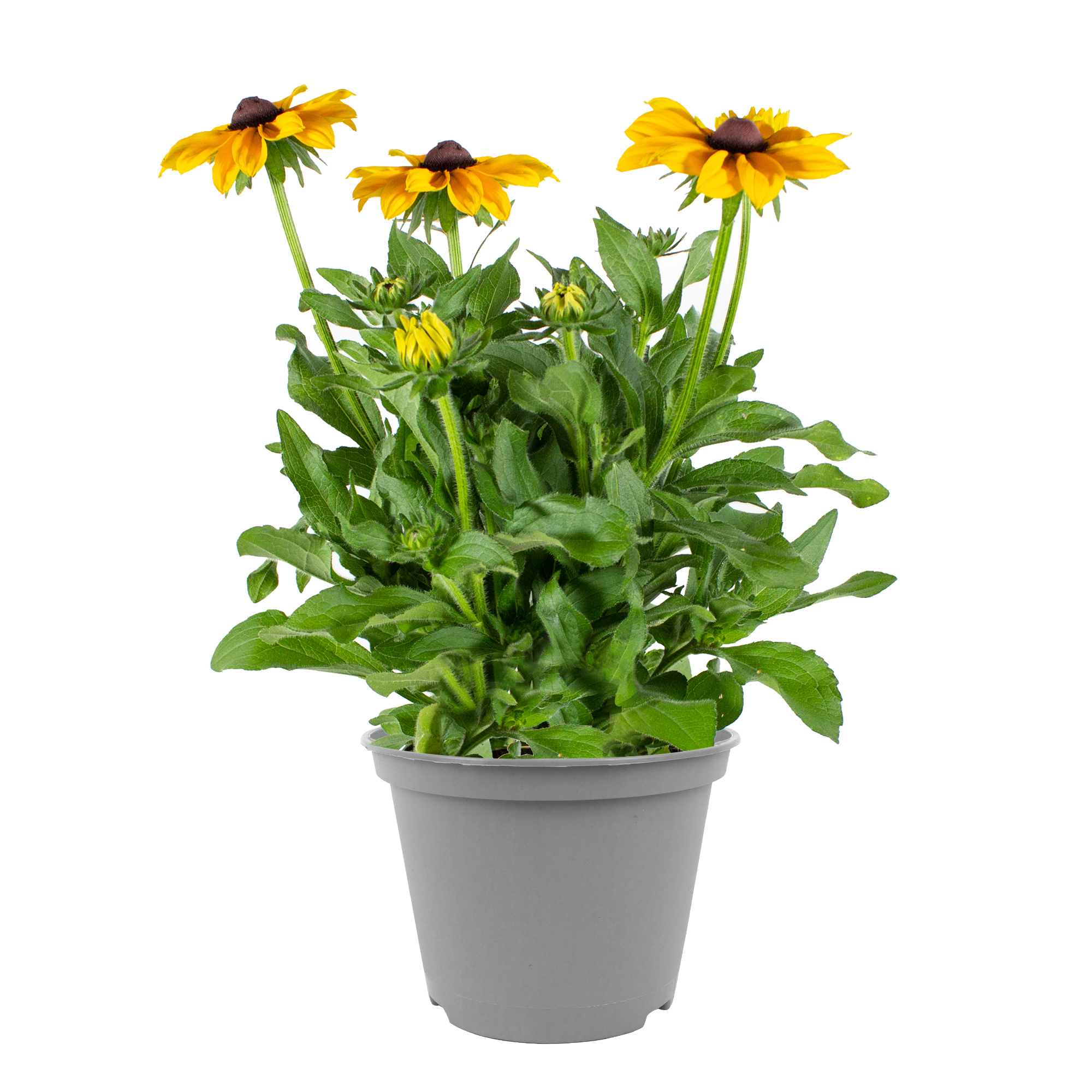 Sonnenhut 'SmileyZ™' 19 cm Topf