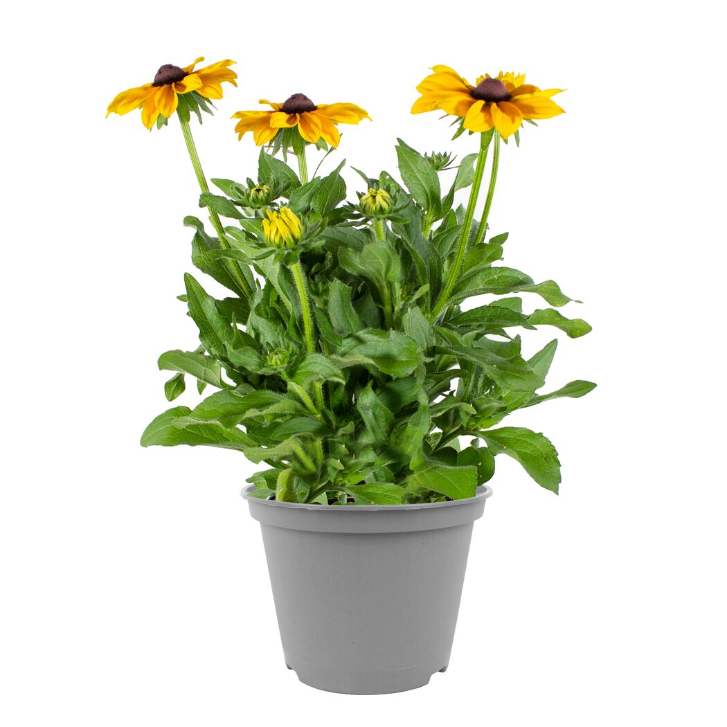 Sonnenhut 'SmileyZ™' 19 cm Topf