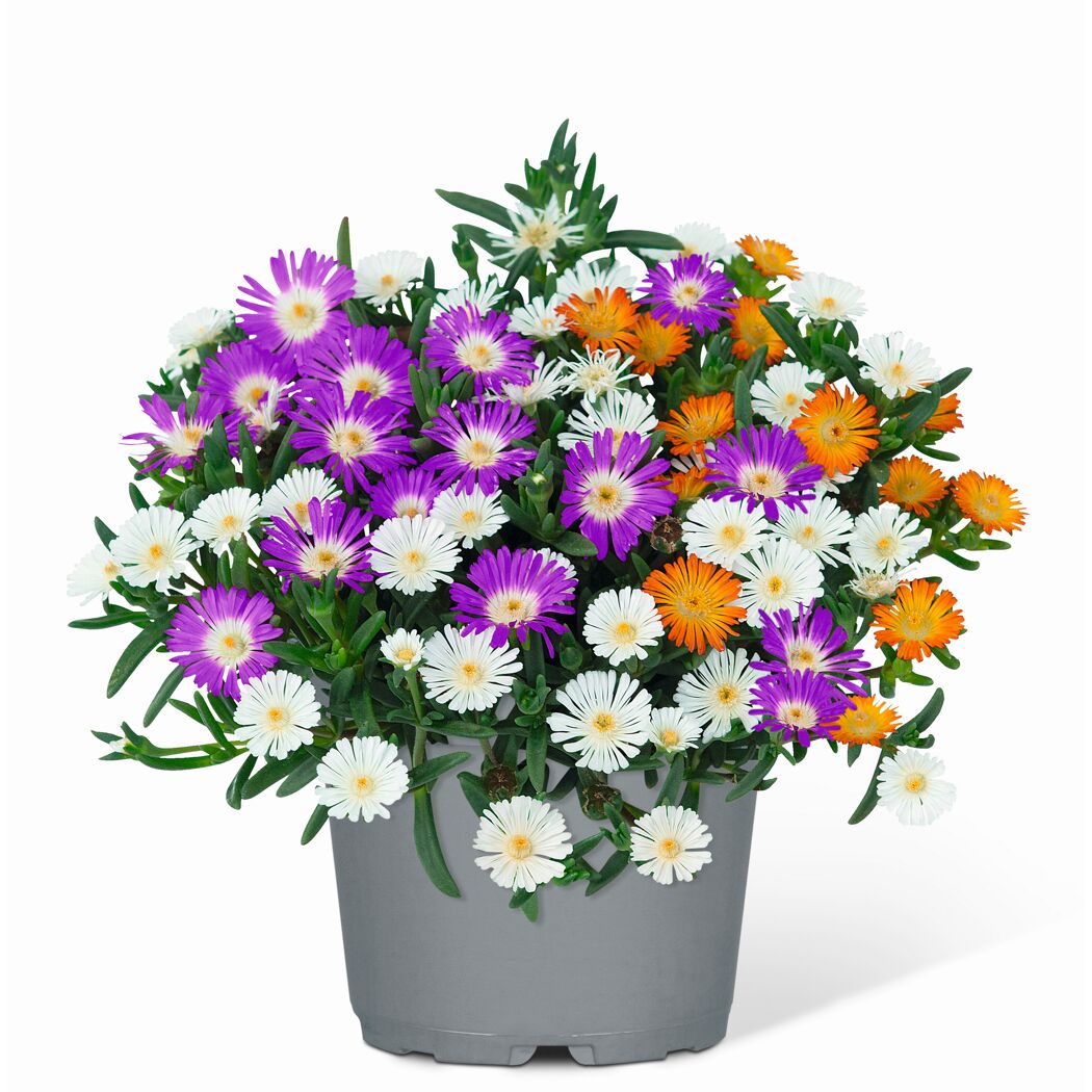 Mittagsblume Trio 17 cm Topf