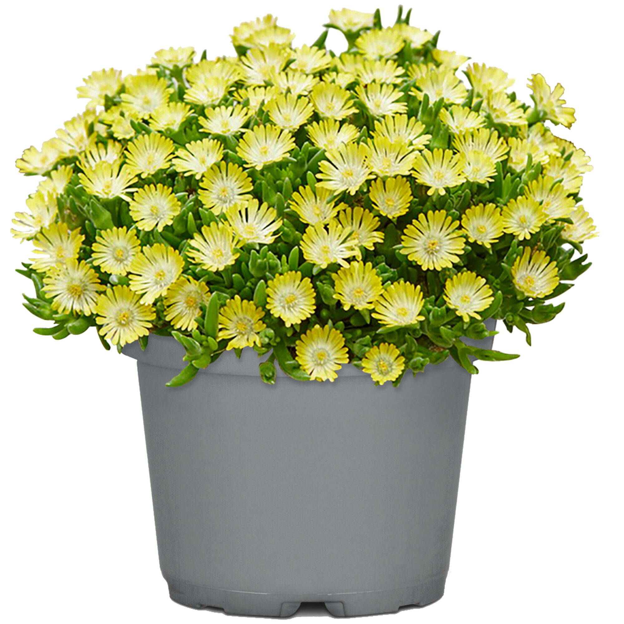 Blühendes Delosperma Congestum Ice Dance in grauem Topf