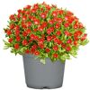 Topf mit roten Mittagsblumen