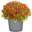 Topf mit roten Mittagsblumen