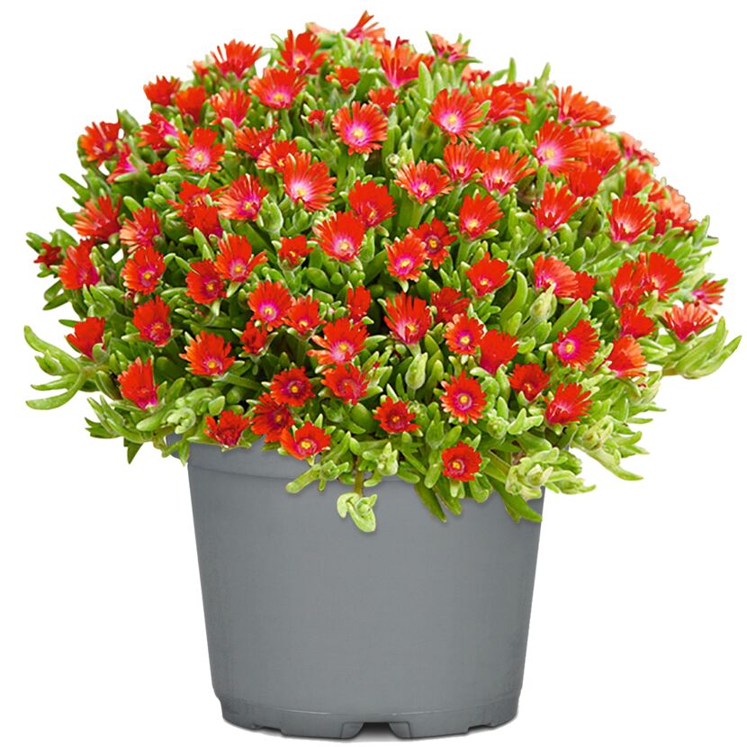 Topf mit roten Mittagsblumen
