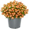 Orange-rosa blühendes Delosperma Congestum Ice Dance im Topf