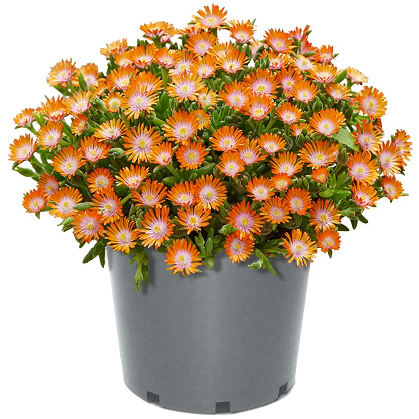 Orange-rosa blühendes Delosperma Congestum Ice Dance im Topf