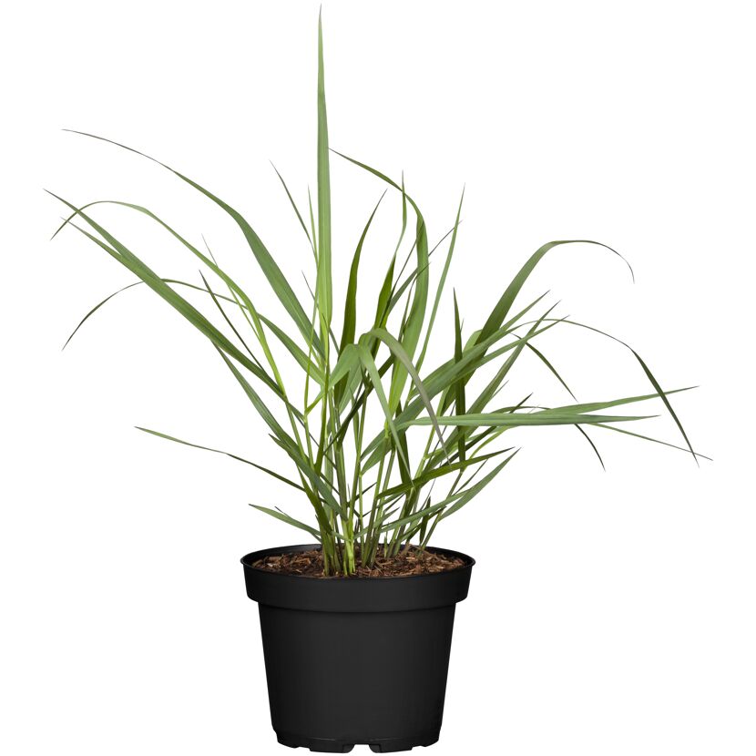 Topf mit Gras vor weißem Hintergrund