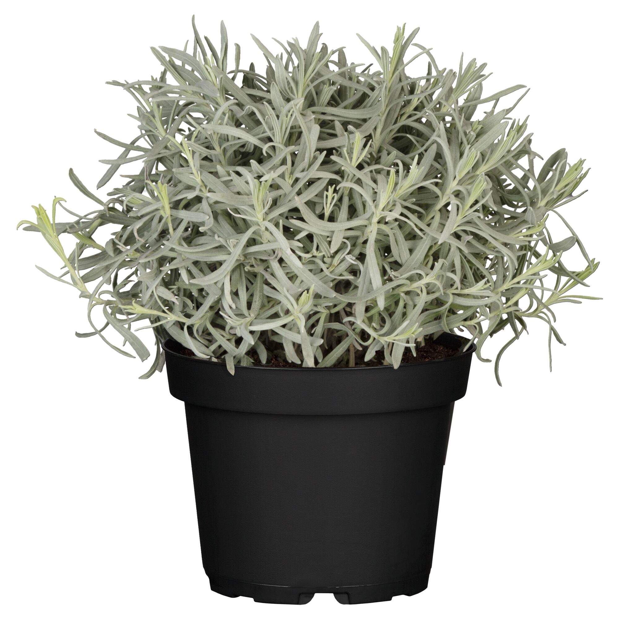 Lavendelpflanze im schwarzen Topf