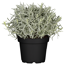 Lavendel 11 cm Topf