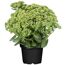 Sedum Herbstfreude in schwarzem Topf