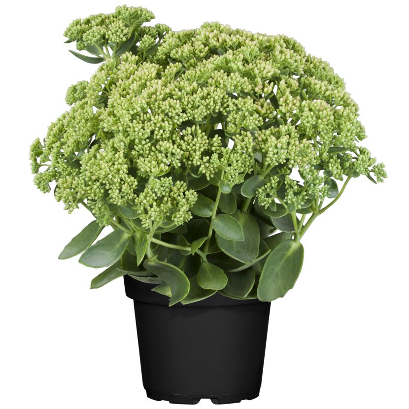 Sedum Herbstfreude in schwarzem Topf