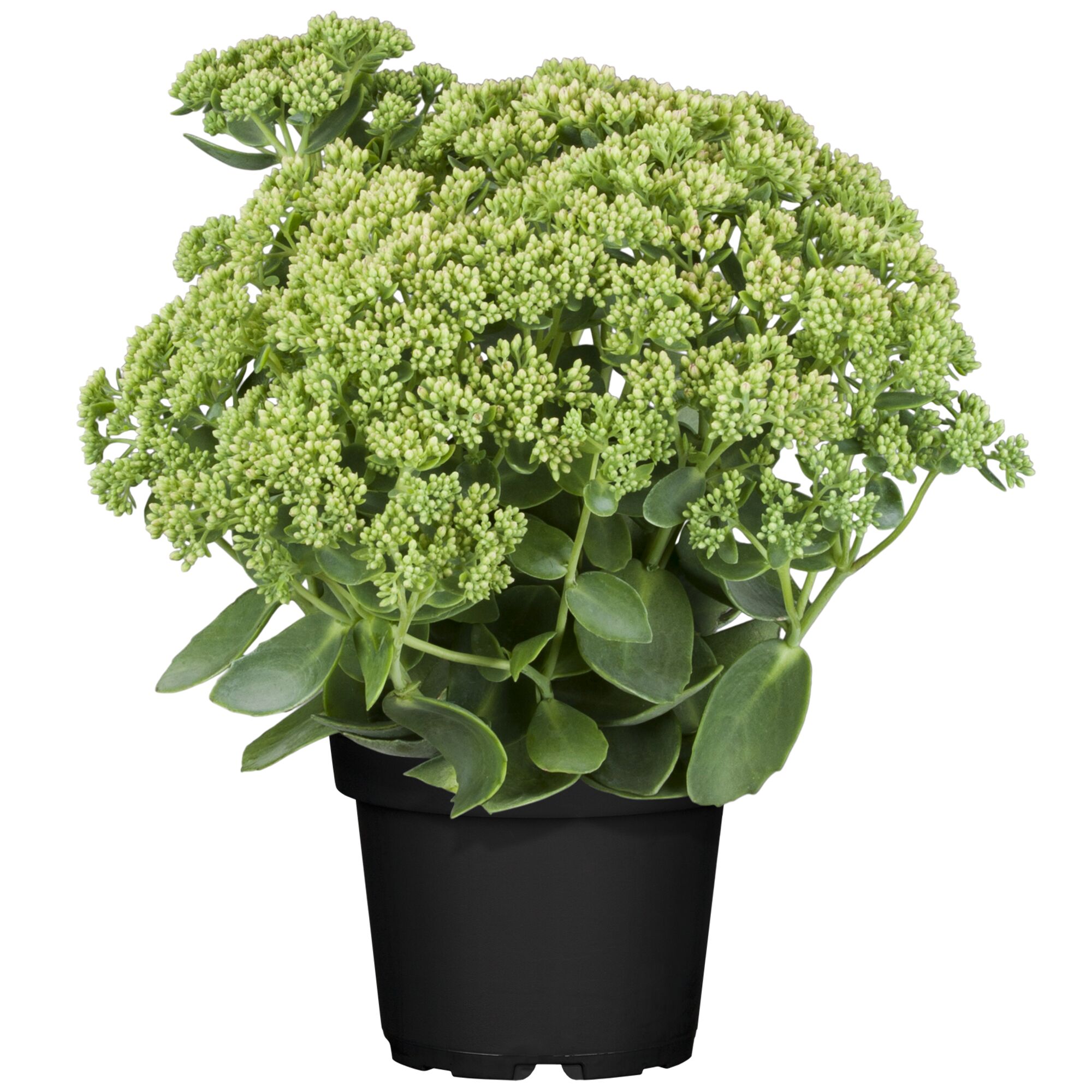 Sedum Herbstfreude in schwarzem Topf