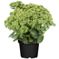 Sedum Herbstfreude in schwarzem Topf