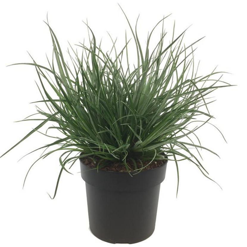 Ziergras verschiedene Sorten 19 cm Topf
