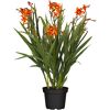Topfpflanze mit orangen Blüten und grünen Blättern.