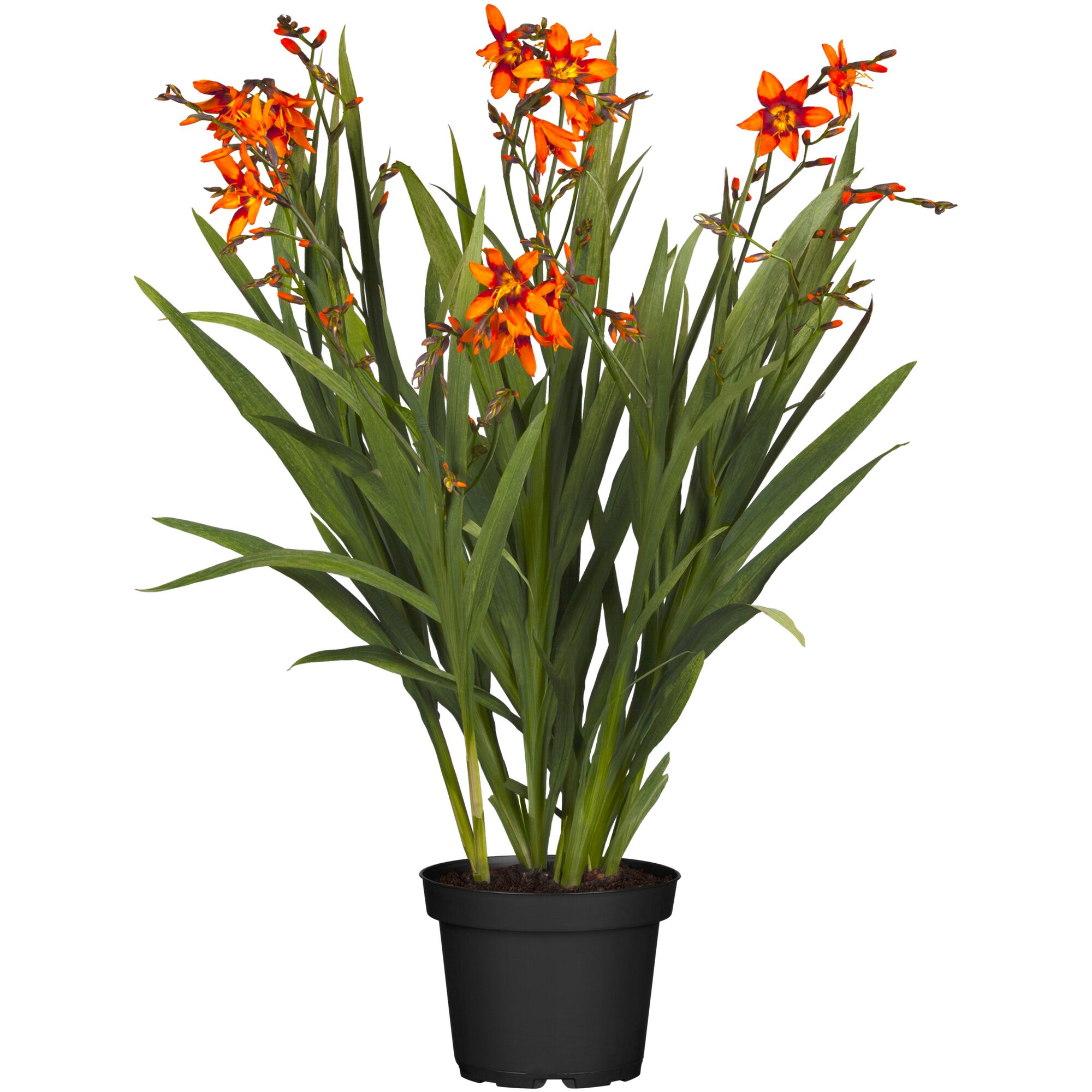 Topfpflanze mit orangen Blüten und grünen Blättern.