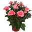 Topfrose lachs 13 cm Topf