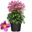 Topfpflanze mit rosa Blüten und grünen Blättern
