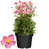 Topfpflanze mit rosa Blüten und grünen Blättern