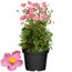 Topfpflanze mit rosa Blüten und grünen Blättern
