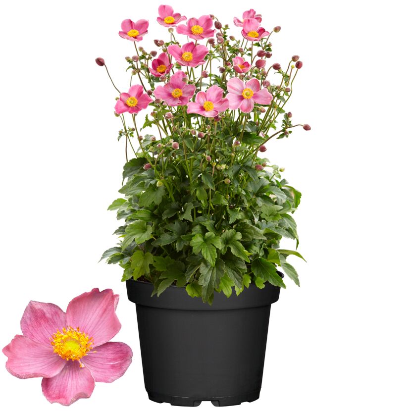Topfpflanze mit rosa Blüten und grünen Blättern